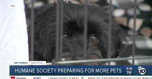 SD Humane Society prepares for lost pets and fireworks amid overcapacity