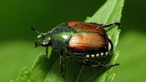 Unveiling the Lesser-Known Facts About Japanese Beetles in Illinois