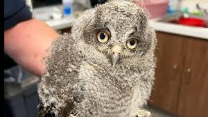 Buffalo Wildlife Heroes Save Baby Owl in Need