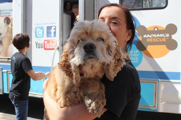 Heartwarming Rescue: 53 Dogs Saved from Midwest Breeding Facilities