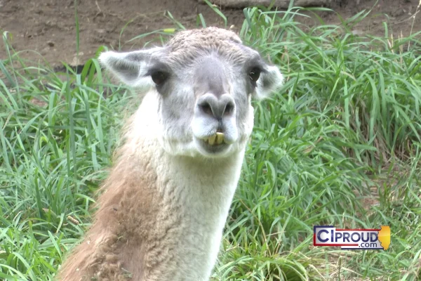 From Newborn Elk to Mandrill Babies: Central Illinois Zoos Announce Exciting Summer Additions