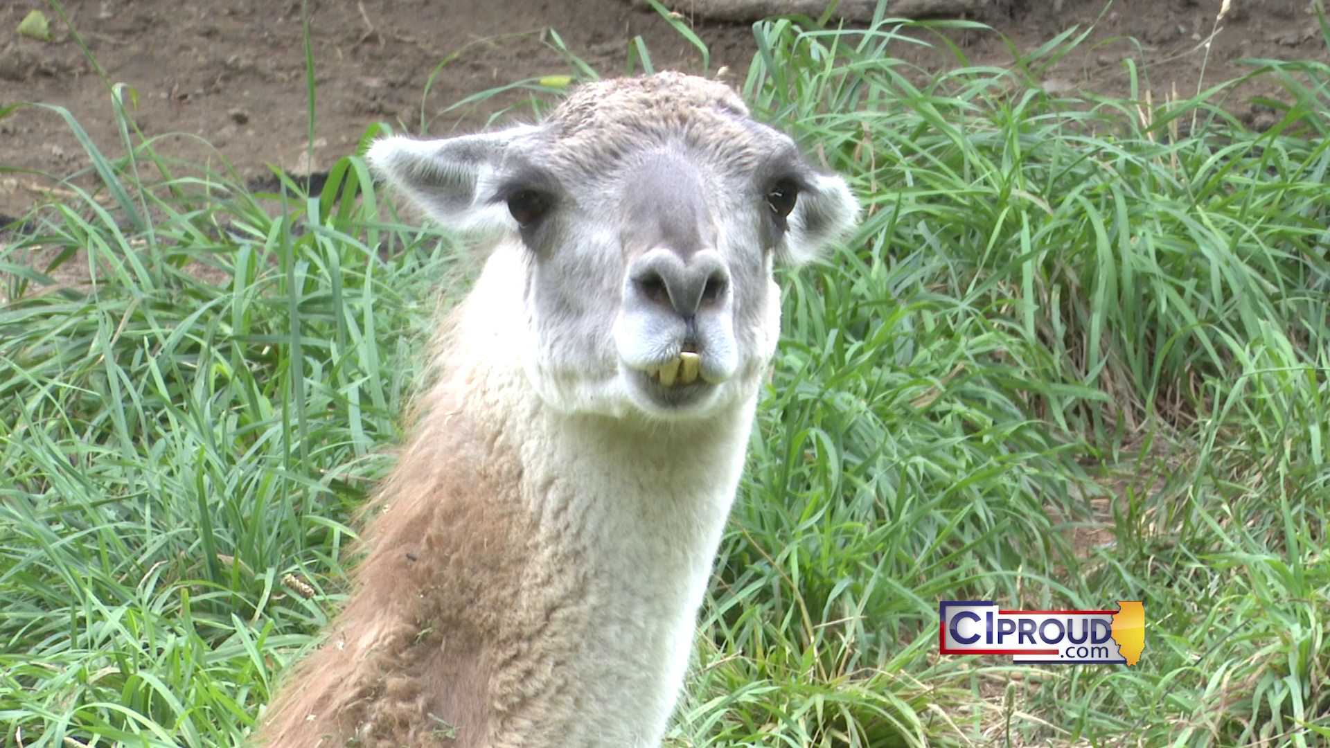 From Newborn Elk to Mandrill Babies: Central Illinois Zoos Announce Exciting Summer Additions