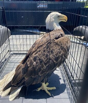 Illinois Officers Search for Suspect After Bald Eagle Is Found Injured and Later Dies