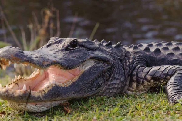 Top 7 Alligator-watching Destinations in Florida Your Guide to Safe and Memorable Encounters