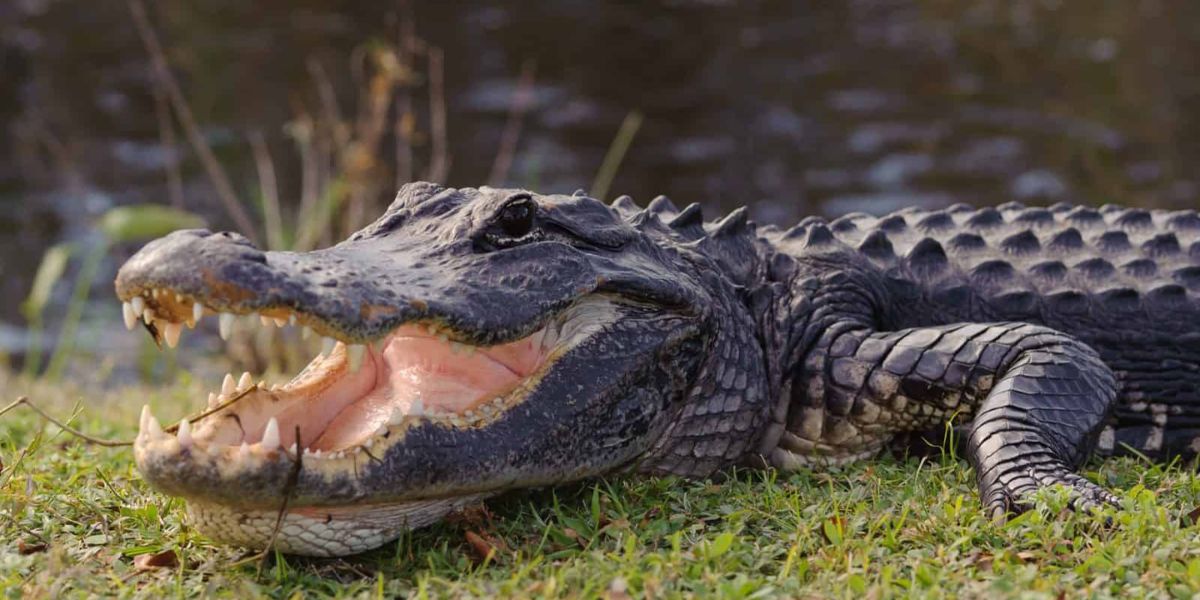 Top 7 Alligator-watching Destinations in Florida Your Guide to Safe and Memorable Encounters