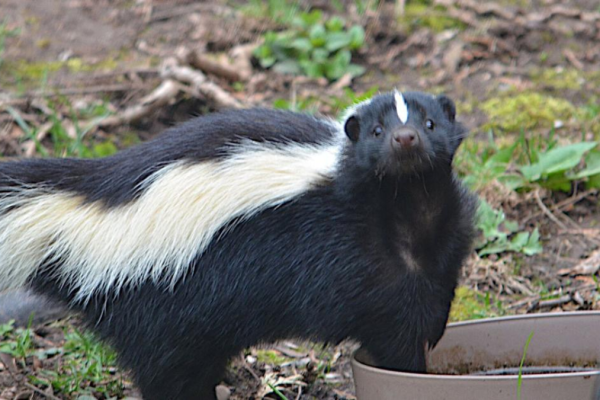 Beware of Active Skunks in Illinois This Fall