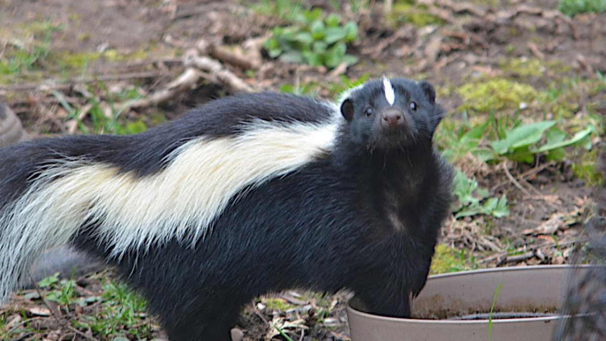 Beware of Active Skunks in Illinois This Fall