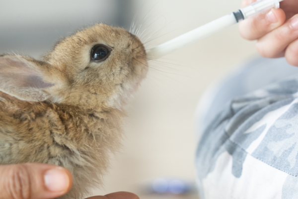 Rabbit Fever: A Growing Threat in Illinois