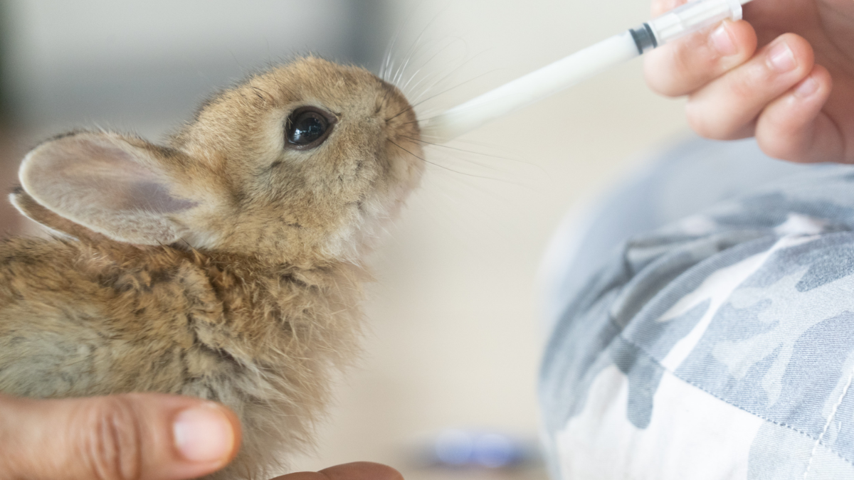 Rabbit Fever: A Growing Threat in Illinois