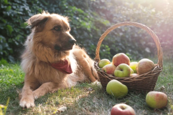 Meet Gus: The Adorable New Greeter at Illinois’ Edwards Apple Orchard