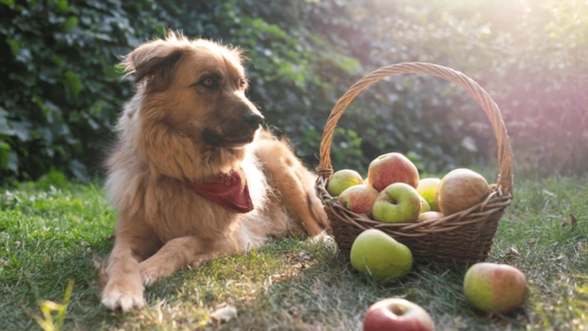 Meet Gus: The Adorable New Greeter at Illinois’ Edwards Apple Orchard