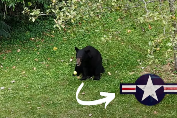 Unusual Visitor: Bear Seen at Scott Air Force Base in Illinois