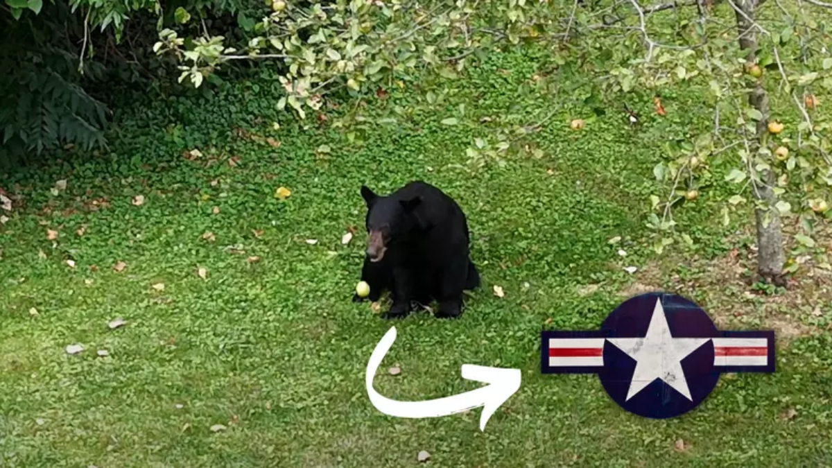 Unusual Visitor: Bear Seen at Scott Air Force Base in Illinois