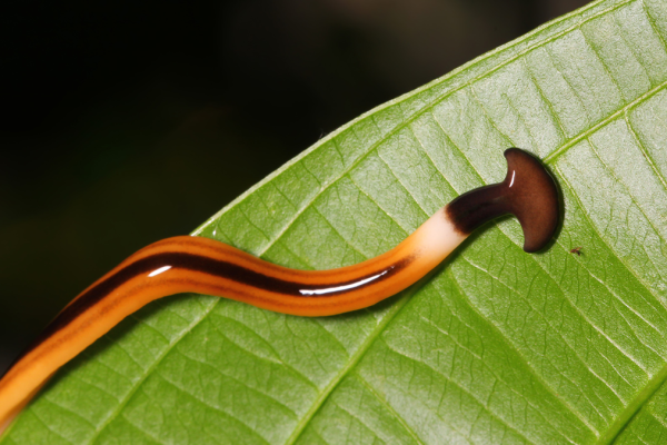 Invasive Hammerhead Worms: A Growing Threat in Illinois Gardens