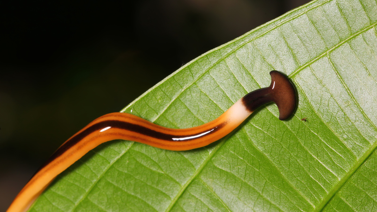 Invasive Hammerhead Worms: A Growing Threat in Illinois Gardens