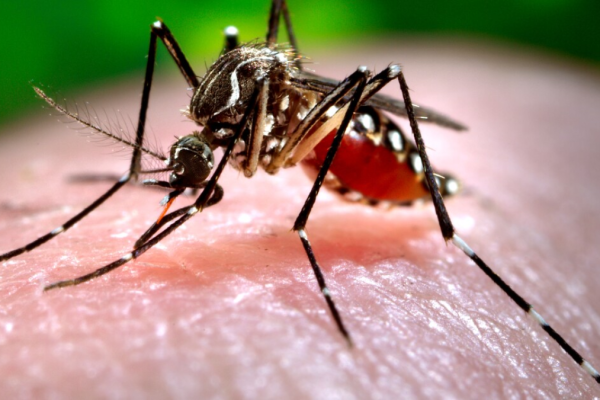 Illinois Residents Warned About Aggressive Asian Tiger Mosquito