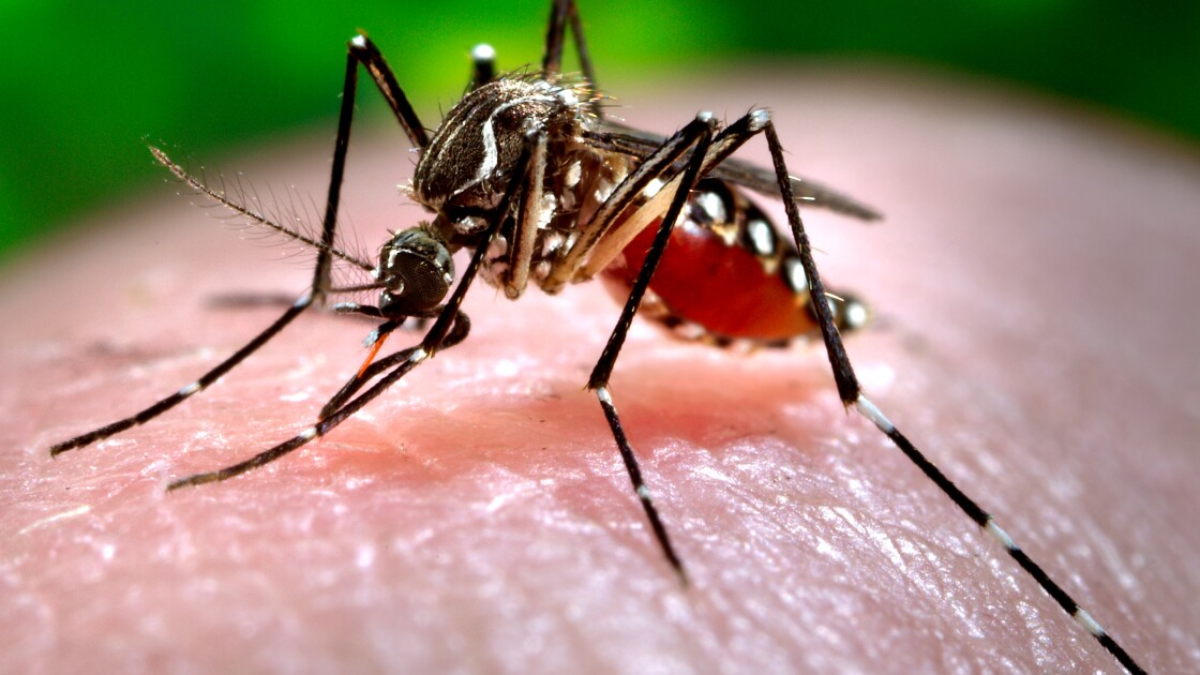 Illinois Residents Warned About Aggressive Asian Tiger Mosquito