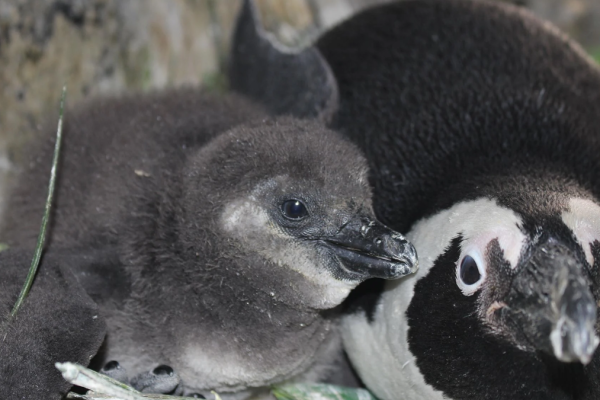 Lincoln Park Zoo Celebrates Hatch of Endangered African Penguin Chicks