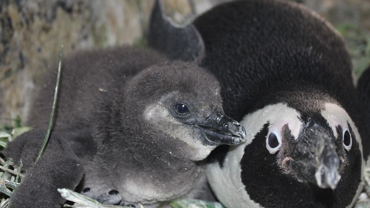 Lincoln Park Zoo Celebrates Hatch of Endangered African Penguin Chicks