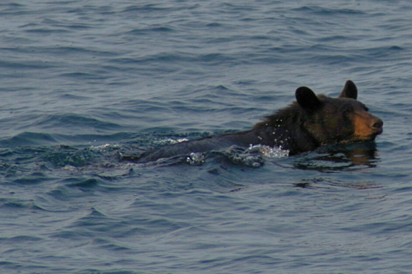 Bears in Illinois Lakes? New Video Shows Black Bear at Kincaid Lake