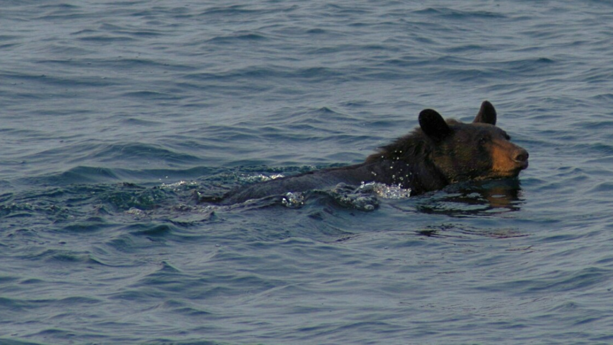 Bears in Illinois Lakes? New Video Shows Black Bear at Kincaid Lake