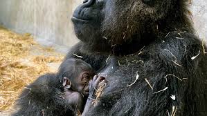 Historic Birth at Detroit Zoo: First Baby Gorilla Arrives After 96 Years