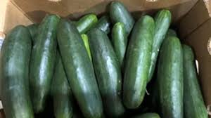 Florida-Linked Cucumber Outbreak Leads to 449 Salmonella Cases Nationwide: What You Need to Know