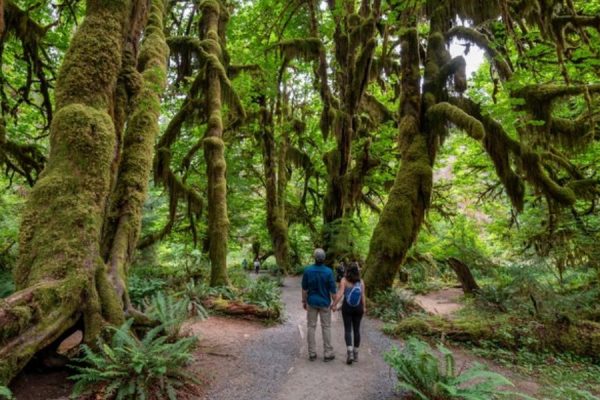 Discover One of America's Most Enchanting Rainforests Washington's Hoh is a Lush, Dreamlike Escape