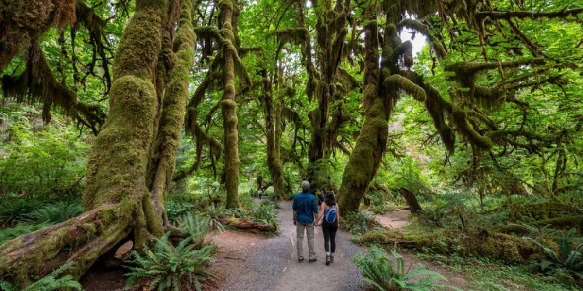 Discover One of America's Most Enchanting Rainforests Washington's Hoh is a Lush, Dreamlike Escape