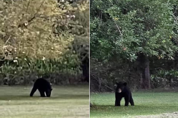 Unexpected Encounter: Black Bear Sighting in Murphysboro, Illinois