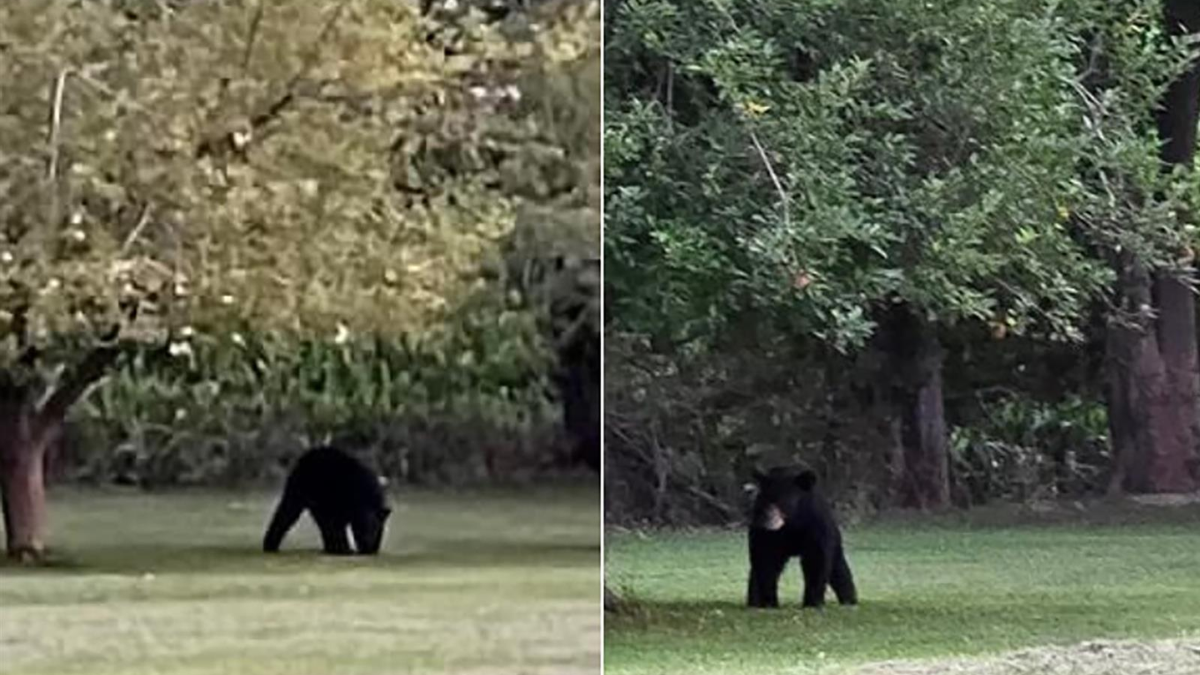 Unexpected Encounter: Black Bear Sighting in Murphysboro, Illinois