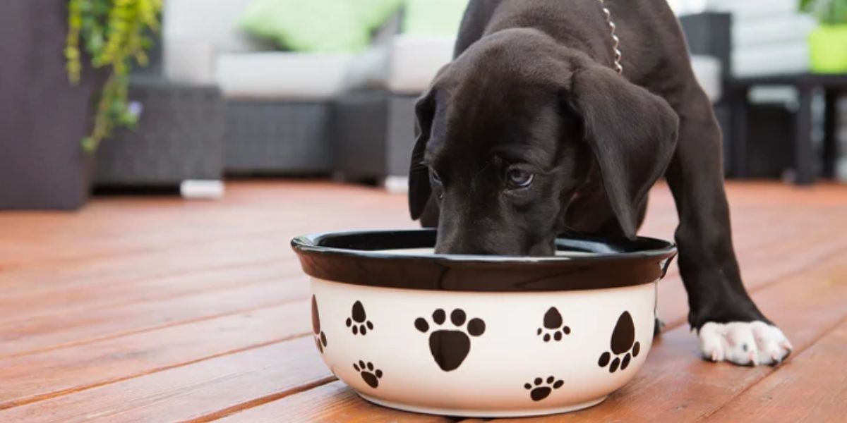 Alabama’s Pet Feeder Law Explained What It Means for Your Pet Care Routine