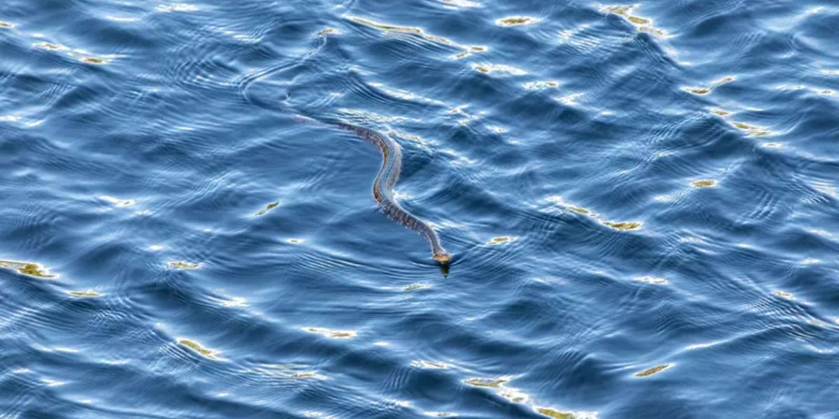 Dangerous Waters Florida’s Snake-Infested Lakes You Don’t Want to Visit This Summer