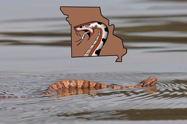 Dangerous Waters The 4 Snake-Infested Lakes in Missouri You Need to Know About