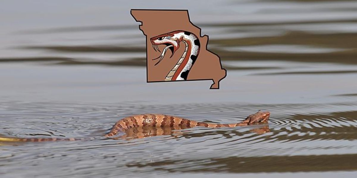 Dangerous Waters The 4 Snake-Infested Lakes in Missouri You Need to Know About