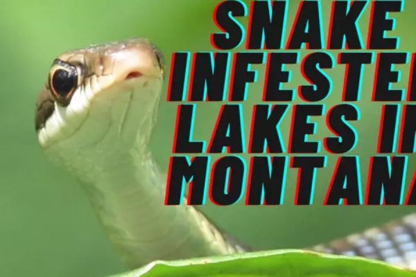 Dangerous Waters The Most Snake-Infested Lakes in Montana You Should Avoid