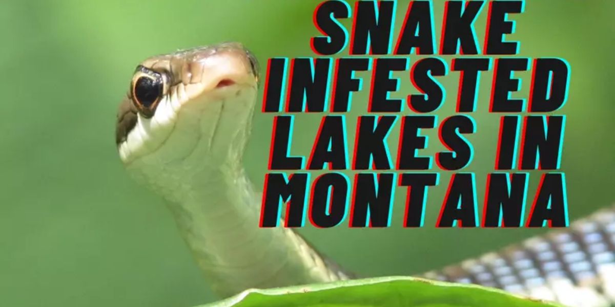 Dangerous Waters The Most Snake-Infested Lakes in Montana You Should Avoid