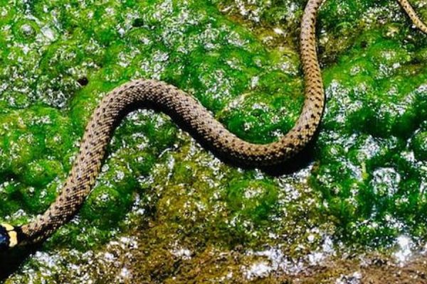 Dangerous Waters The Most Snake-Infested Lakes in Texas You Need to Know About (1)