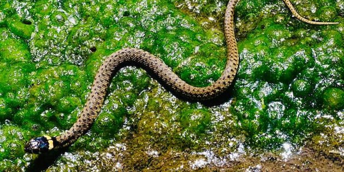 Dangerous Waters The Most Snake-Infested Lakes in Texas You Need to Know About (1)