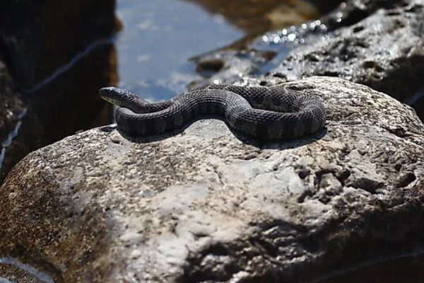 Dangerous Waters These are the 5 Most Snake-Infested Lakes in Connecticut