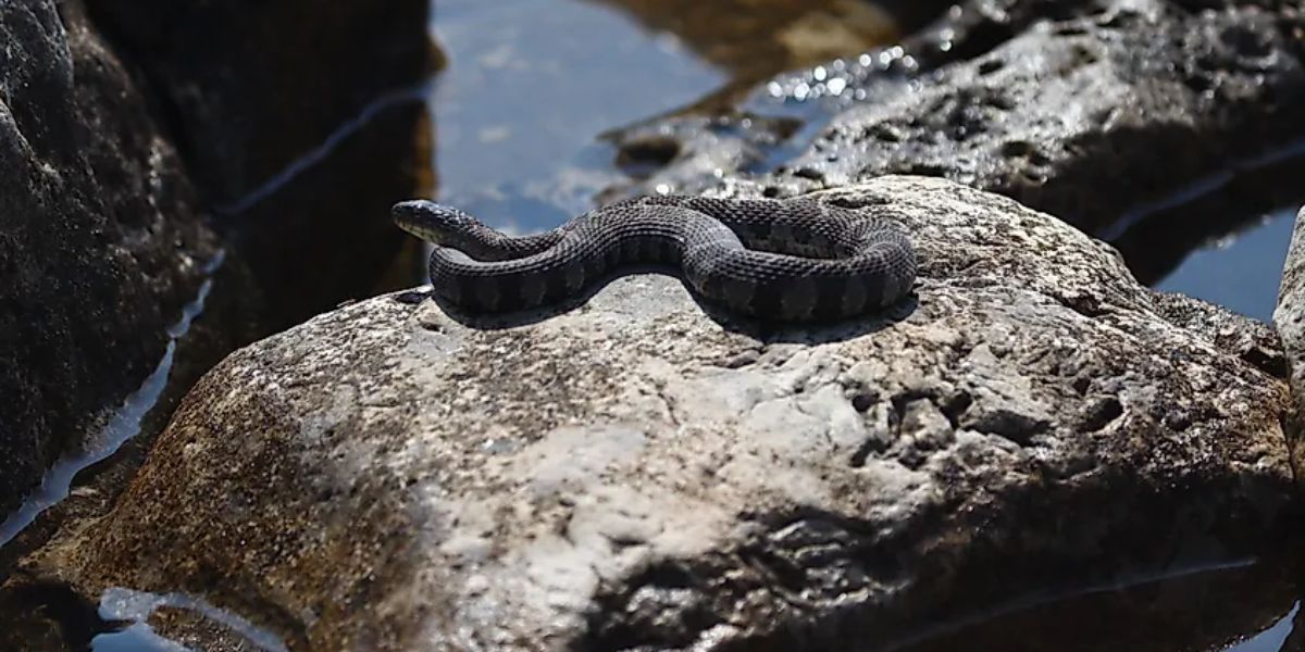 Dangerous Waters These are the 5 Most Snake-Infested Lakes in Connecticut