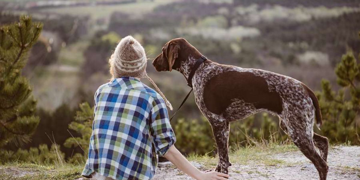 Feel Safe Your Dog! Understanding South Carolina’s New Pet Feeder Law A Must-Read for Pet Owners