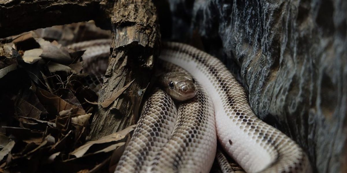 Florida’s Most Snake-Infested Areas Find Out If Your Town Made the List