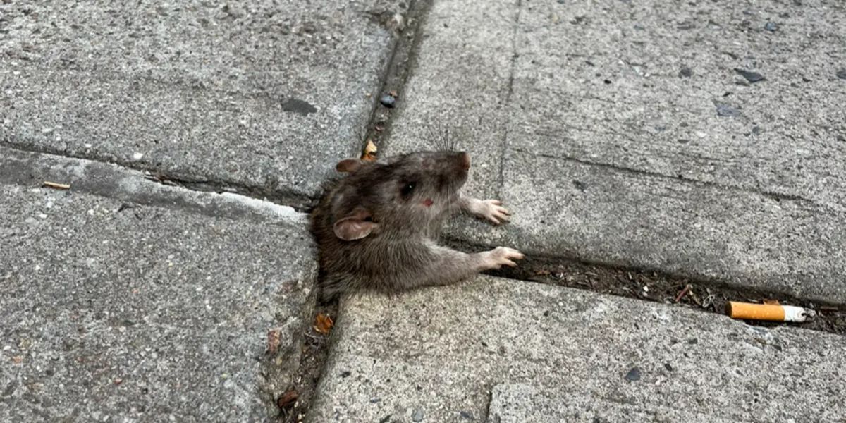 Gross and Shocking NYC Man Eats Dead Rat in Broad Daylight, Stuns Witnesses