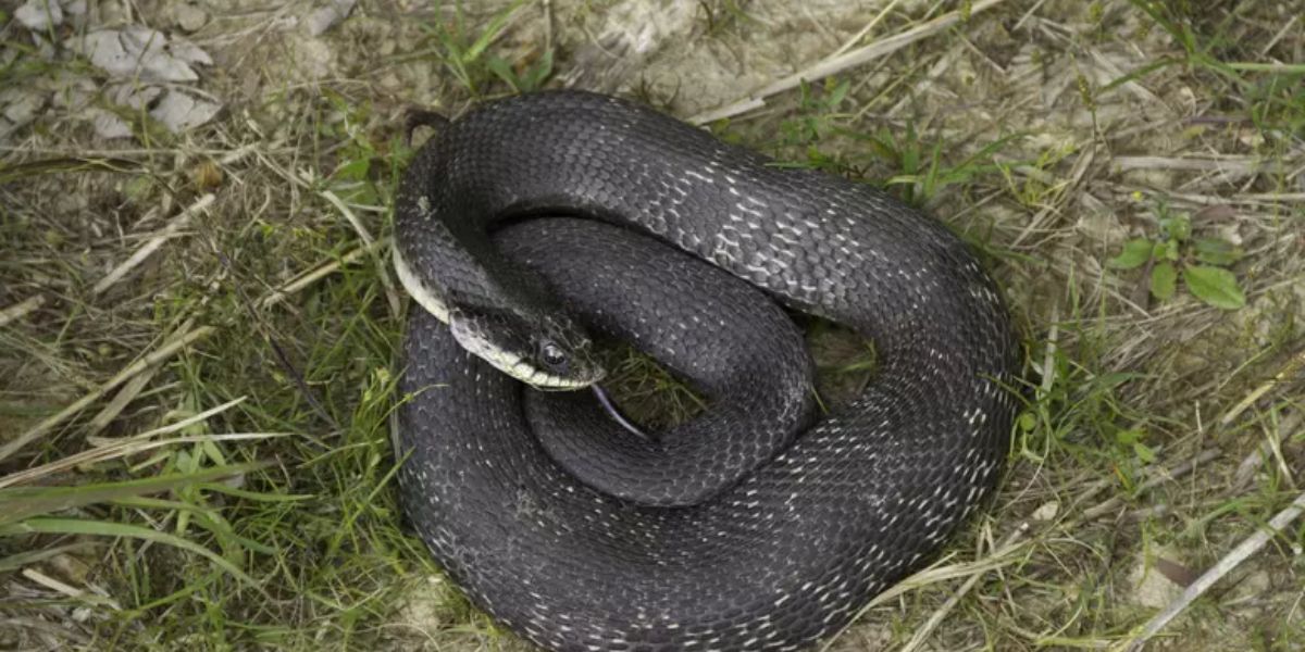 Mississippi’s Dangerous Lakes The Top Snake-Infested Spots to Skip This Summer