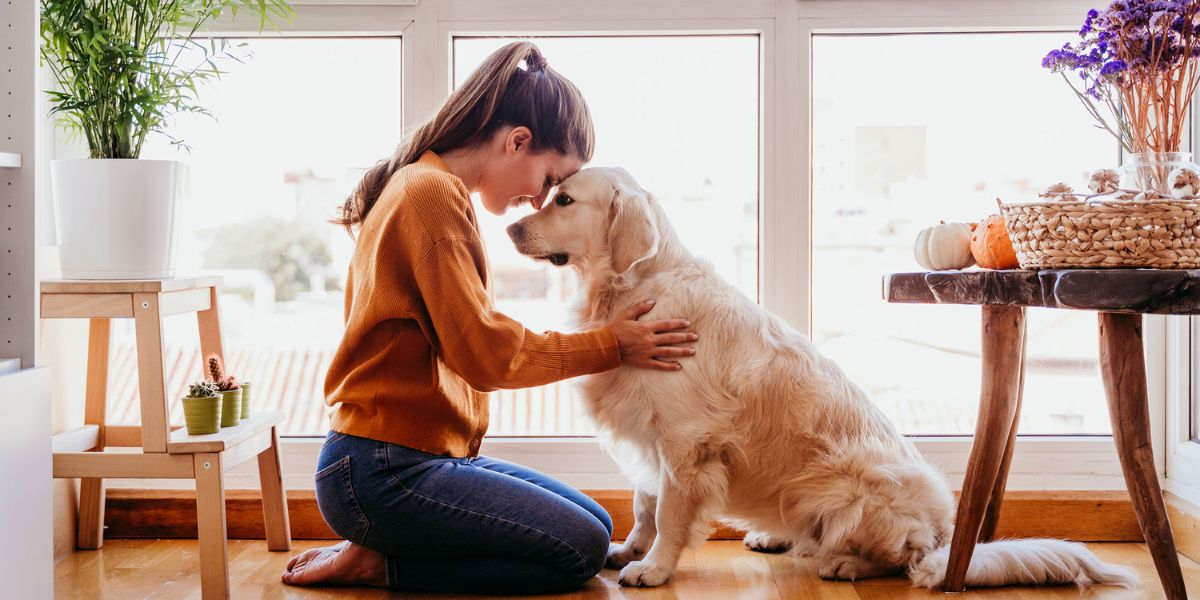 Pet Owners in Texas Here’s What You Need to Know About the New Pet Feeder Law