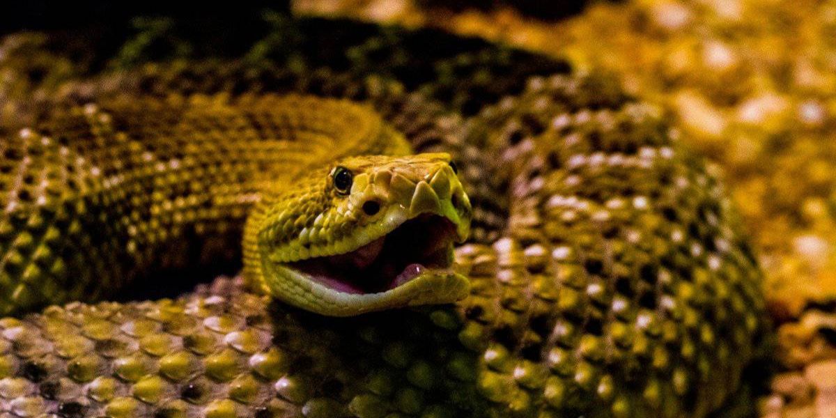 Rattlesnake Danger in Alabama The 5 Areas with the Most Dangerous Populations