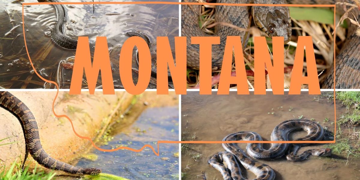 Snake-Infested Lakes in Montana The Dangerous Waters You Need to Know