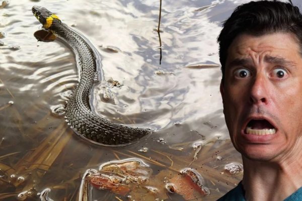 Snake-Infested Oregon Lakes The Hidden Dangers Lurking Beneath the Surface