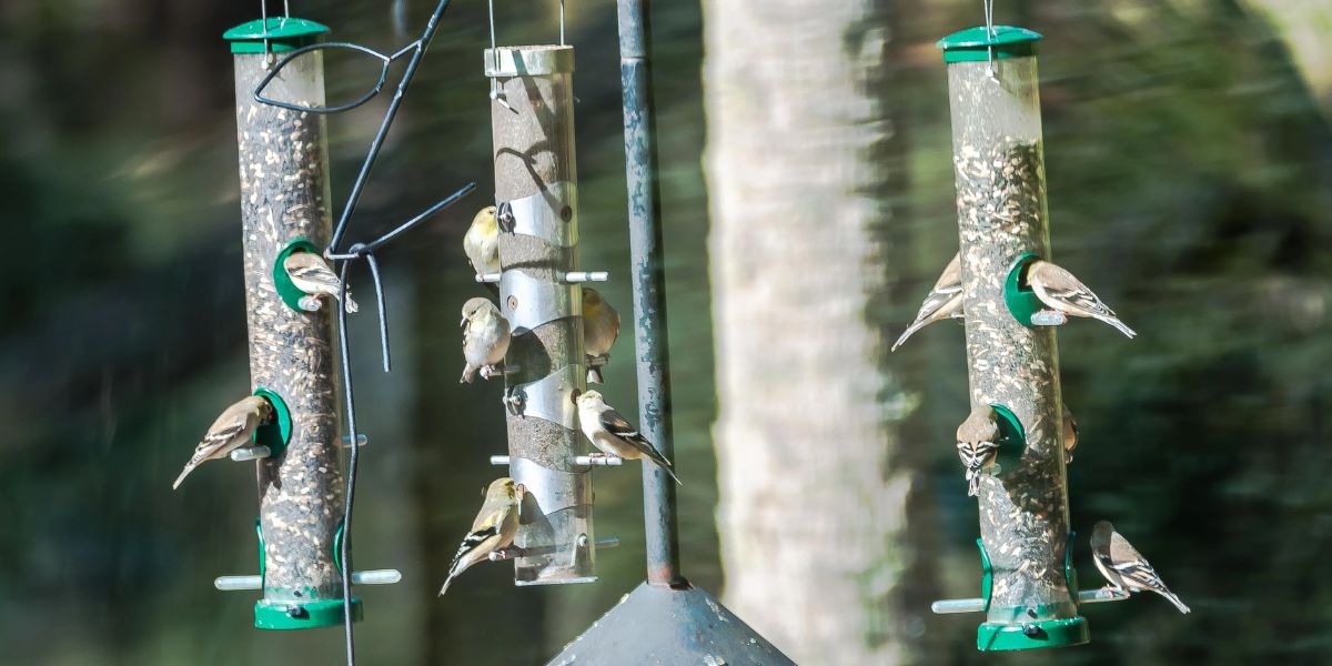 South Carolina’s New Pigeon Feeder Law What You Need to Know About Its Public Health Benefits